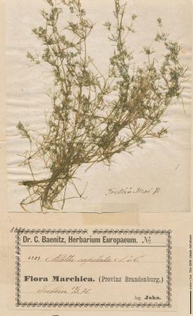 Nitella syncarpa.jpg